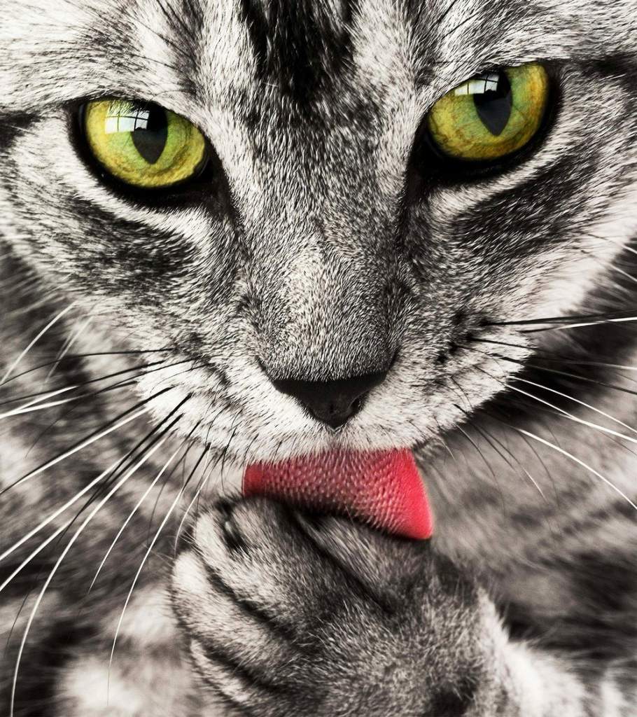 Фото кошек кота на аву Фото кошек кота на аву